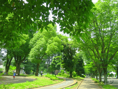 グランジュール駒沢公園 施設イメージ 10